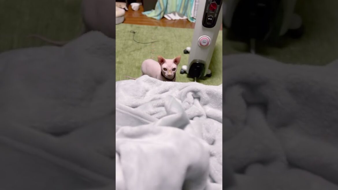 夜中に興奮が止まらないスフィンクスという名の無毛猫 #shorts #マラカス猫