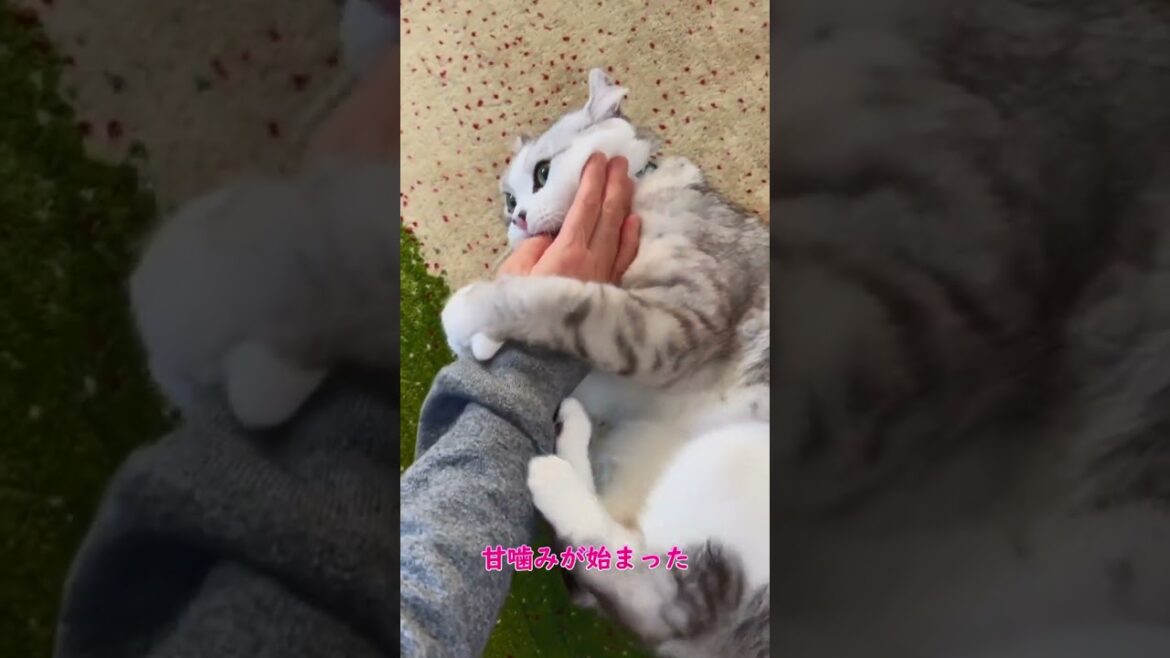 ママの指を咥えて一生懸命甘える兄猫@shotrs ママの指を咥えて一生懸命甘える兄猫@shotrs