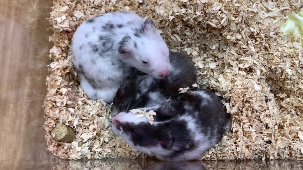 ゴールデンハムスターのご紹介（キンクマサテン、セーブルバンデット、ドミナント、ホワイト、ダルメシアン）　熱帯倶楽部　吉祥寺店