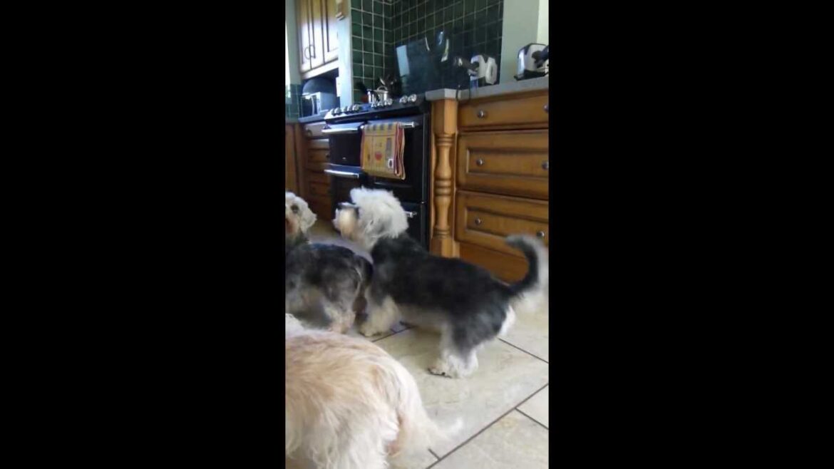 Our Dandie gang sharing...