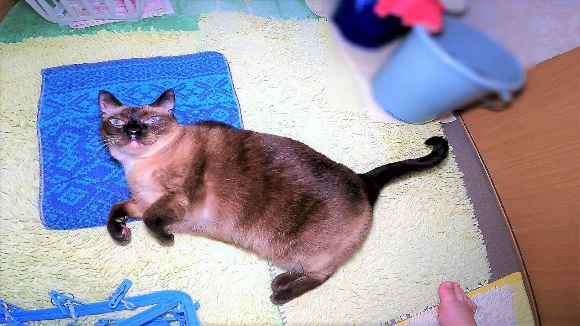 風呂へ入ろうとすると爆音ゴロゴロ音を鳴らしてゴロゴロ転がるシャム猫