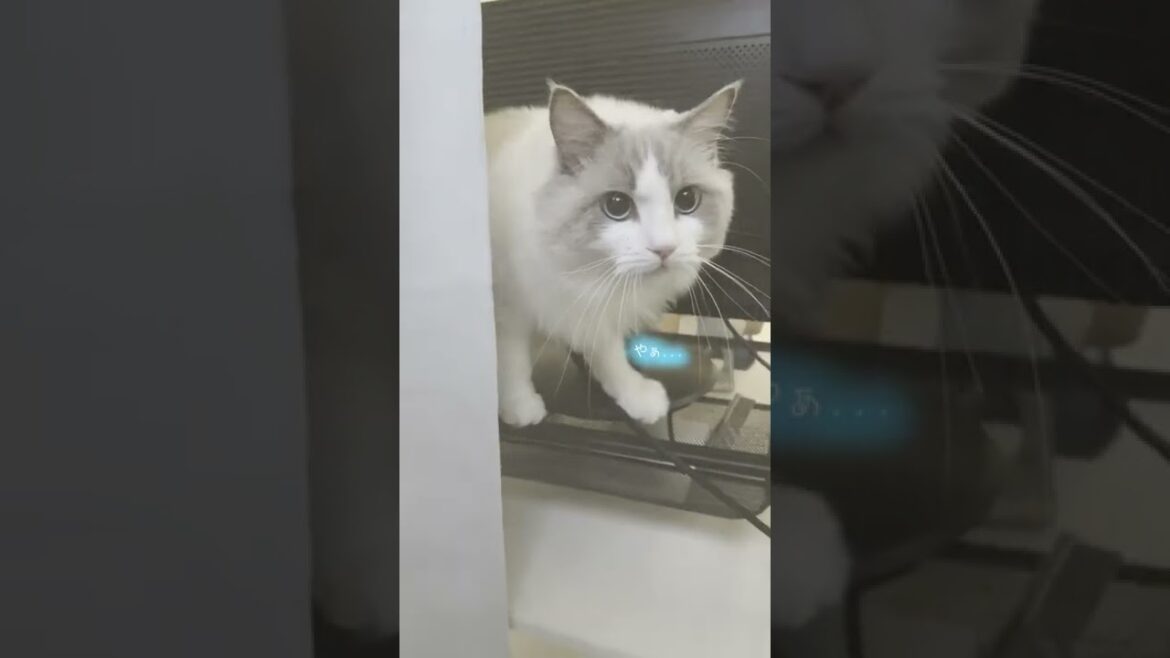 ニャルソック中に飼い主が登場したら可愛すぎた【ラグドール猫】【かわいい】 ニャルソック中に飼い主が登場したら可愛すぎた【ラグドール猫】【かわいい】