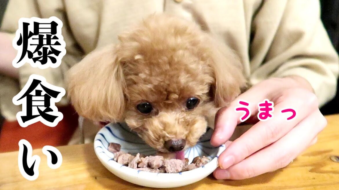 高級肉を食べ、旅館ではしゃいで笑顔になる愛犬【御宿 小笠原】【トイプードルのコロン】 高級肉を食べ、旅館ではしゃいで笑顔になる愛犬【御宿 小笠原】【トイプードルのコロン】