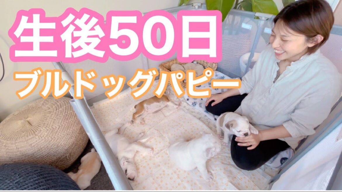 【最後に大切なお知らせ】　子犬の紹介〜♪