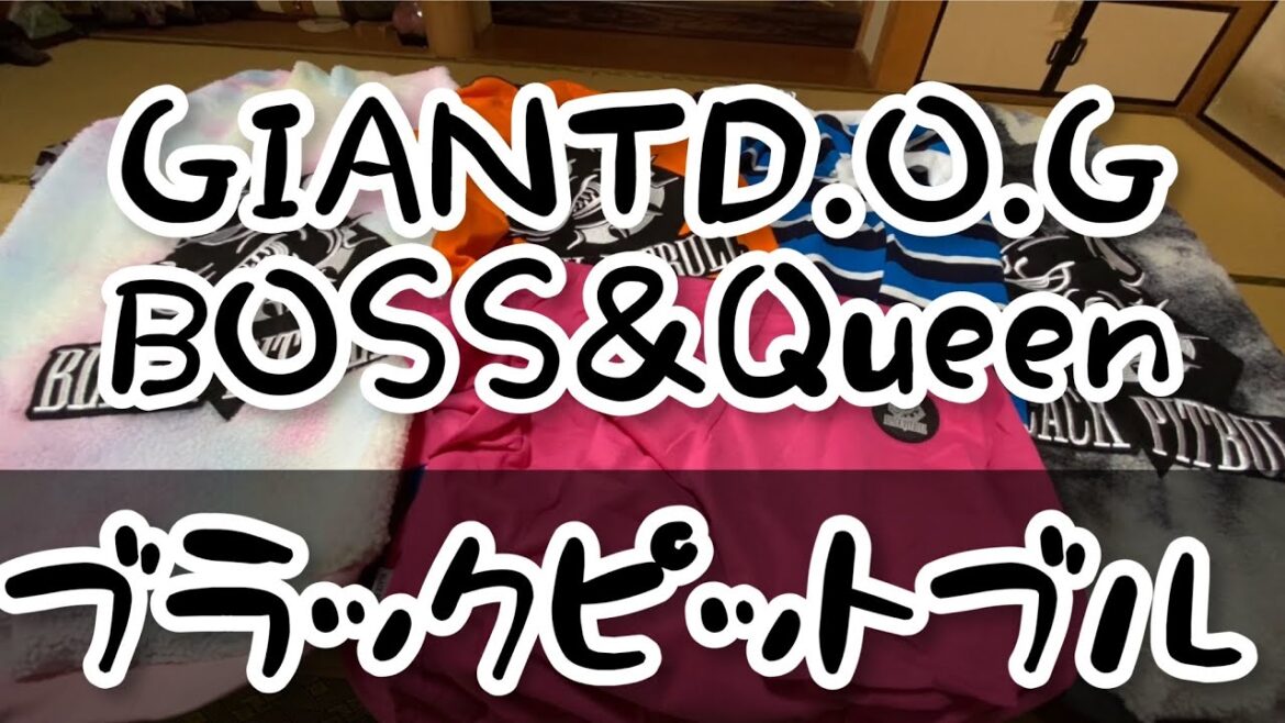 ブラックピットブル[お洋服購入]ニューファンドランド ボス君 グレートデン クィーンちゃん 犬の服 大型犬 超大型犬 渡辺ボス 多頭飼育 犬好き