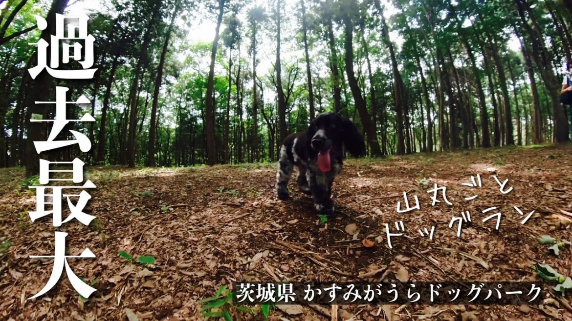 【お散歩スポット巡り#27】山丸ごとドッグラン　イングリッシュコッカースパニエル「みみ」 の気持ち