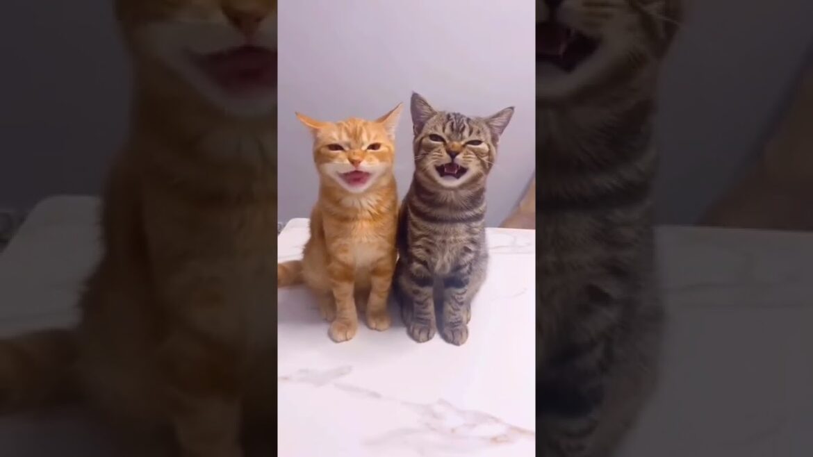 Cute Cats I found on internet part #29  #cat #kitten #cats #trendingshorts #shorts #kitty #funnycat