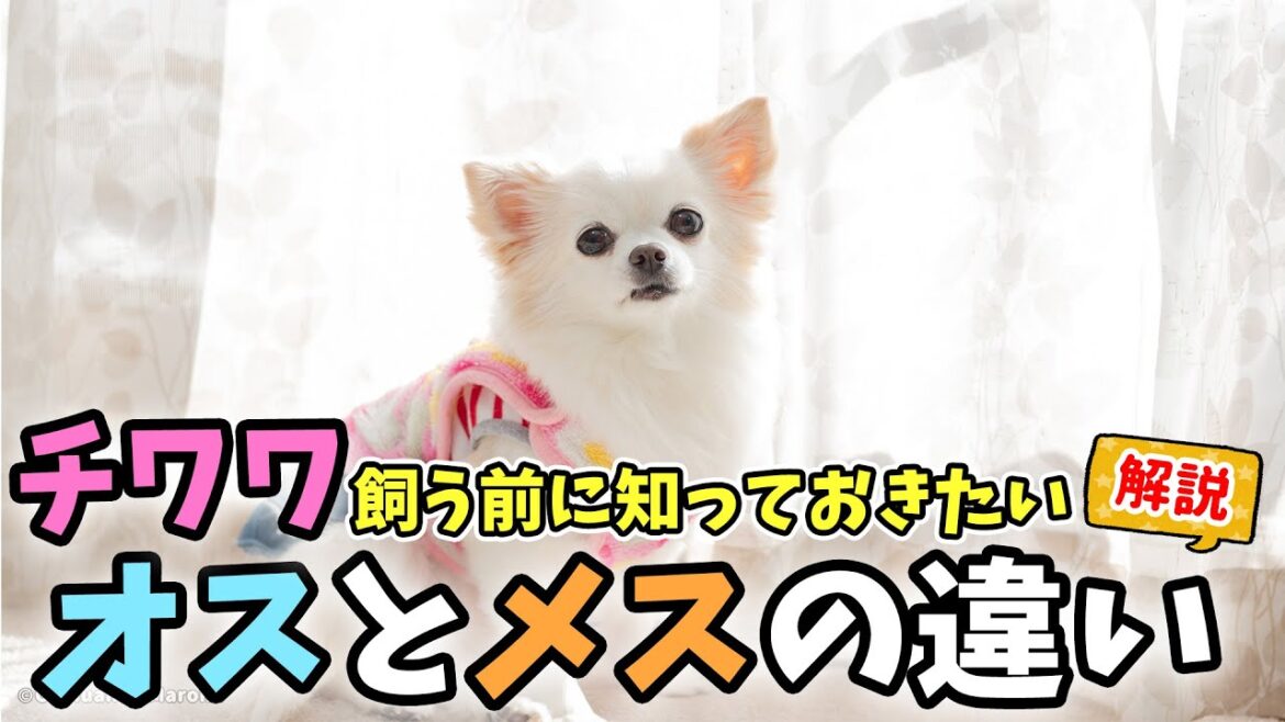 【飼う前に知っておきたい】チワワのオスって〇〇が強いのに意外と〇〇、メスは〇〇で賢い。 【飼う前に知っておきたい】チワワのオスって〇〇が強いのに意外と〇〇、メスは〇〇で賢い。