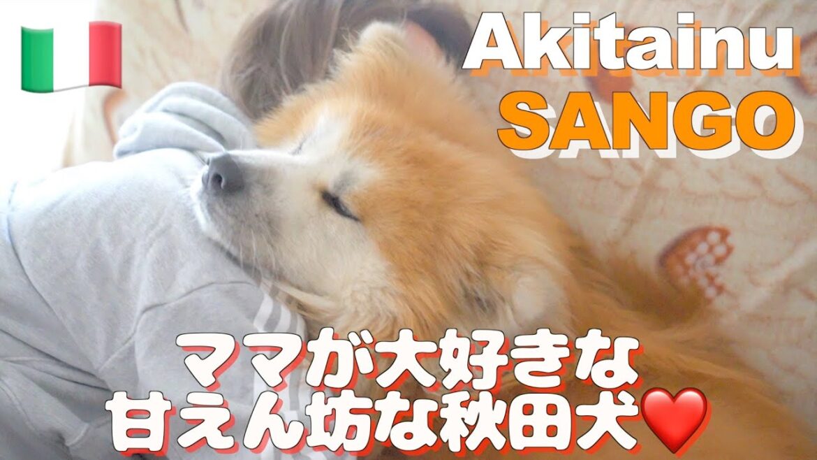 Every time mom comes home, the Akita dog is overjoyed♪