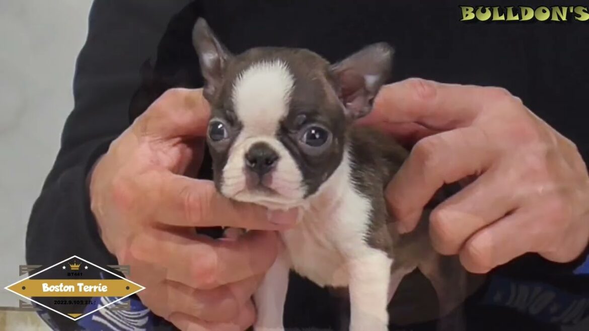 ☆ボストンテリア☆子犬☆ーブサカワ専門犬舎ーBULLDON'S