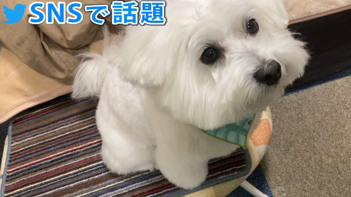 SNSで何かと話題の犬!ビションフリーゼ SNSで何かと話題の犬!ビションフリーゼ