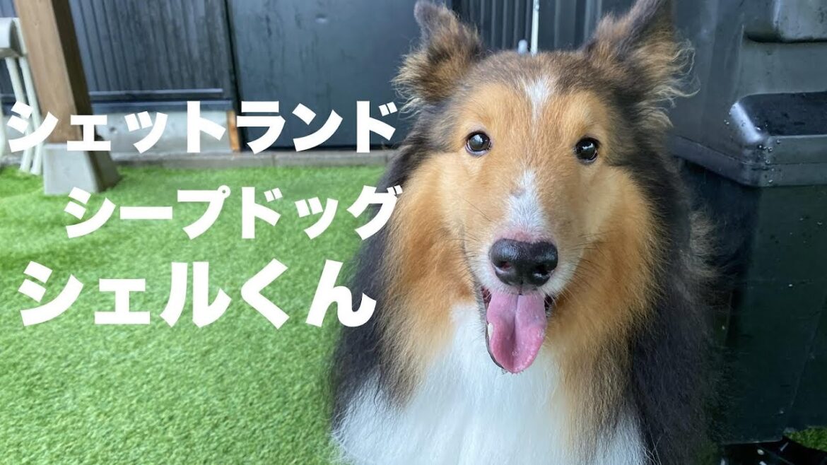 シェットランドシープドッグ シェルくん【Shetland sheepdog】