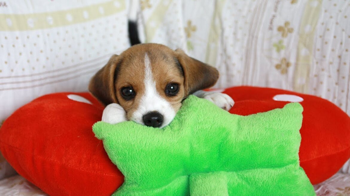 【ビーグル犬こんぶ】子犬 生後53日～ そこに山がある限り【成長記録 #2】