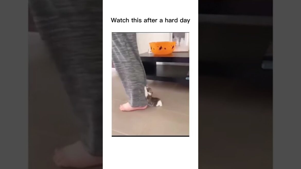 Cute Cats I found on internet part #23  #cat #kitten #cats #trendingshorts #shorts #kitty #funnycat
