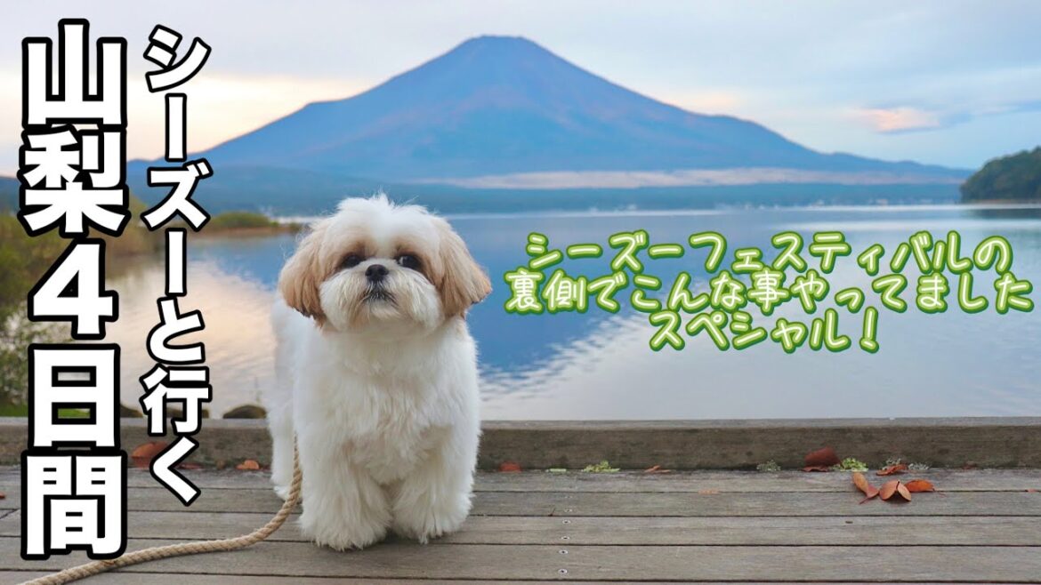 【犬連れ旅行】シーズーフェスティバルの裏側でこんな事やってました！はに丸ファミリーの山梨4日間の旅
