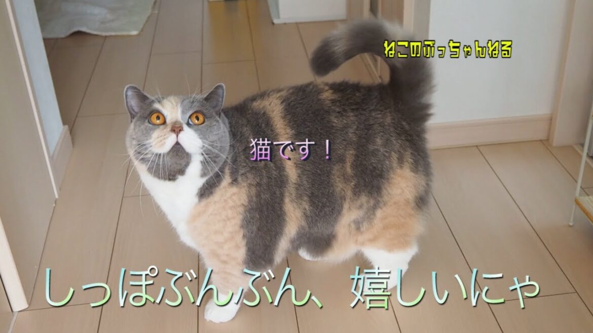 嬉しいとしっぽをぶんぶんふる猫　ブリティッシュショートヘアー【ねこのぶっちゃんねる】｜ねこのいる暮らし｜ねこ動画｜