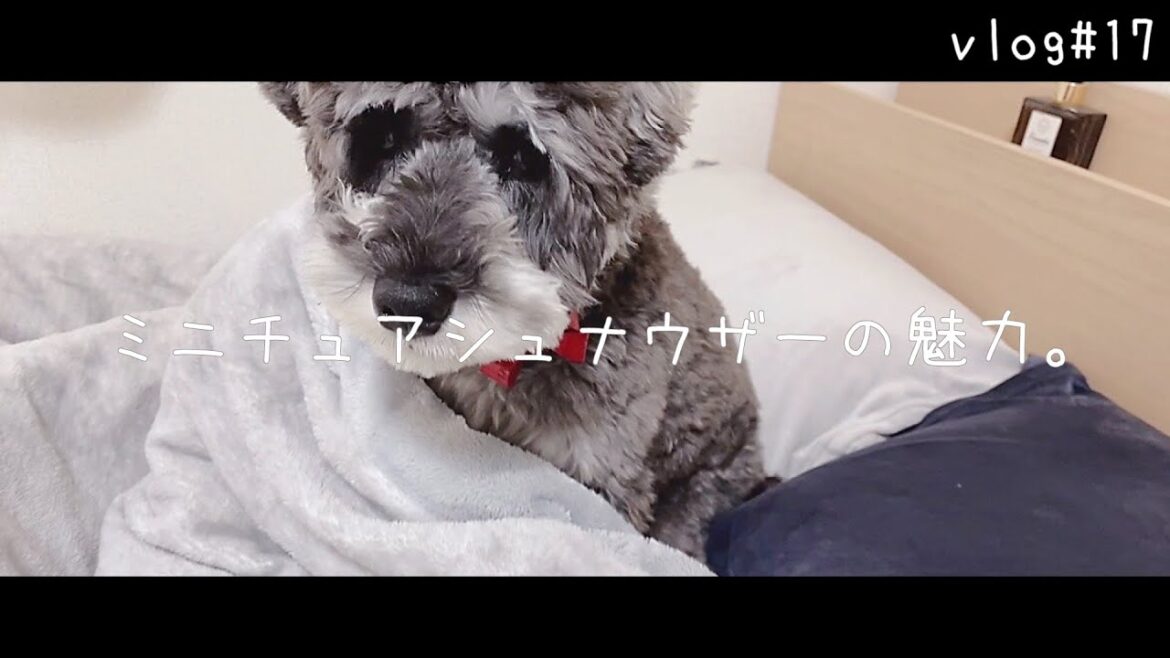 ［vlog  #17］たぶん、ミニチュアシュナウザーが飼いたくなる動画。［犬をお迎えする人へ］