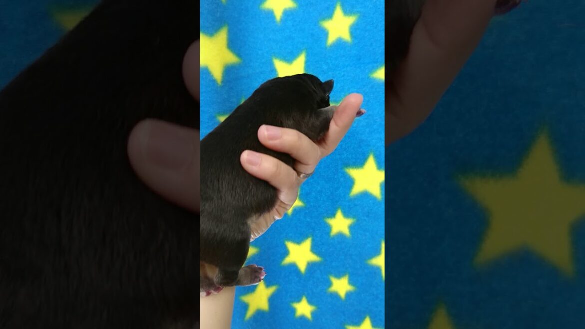 ミニチュアブルテリア