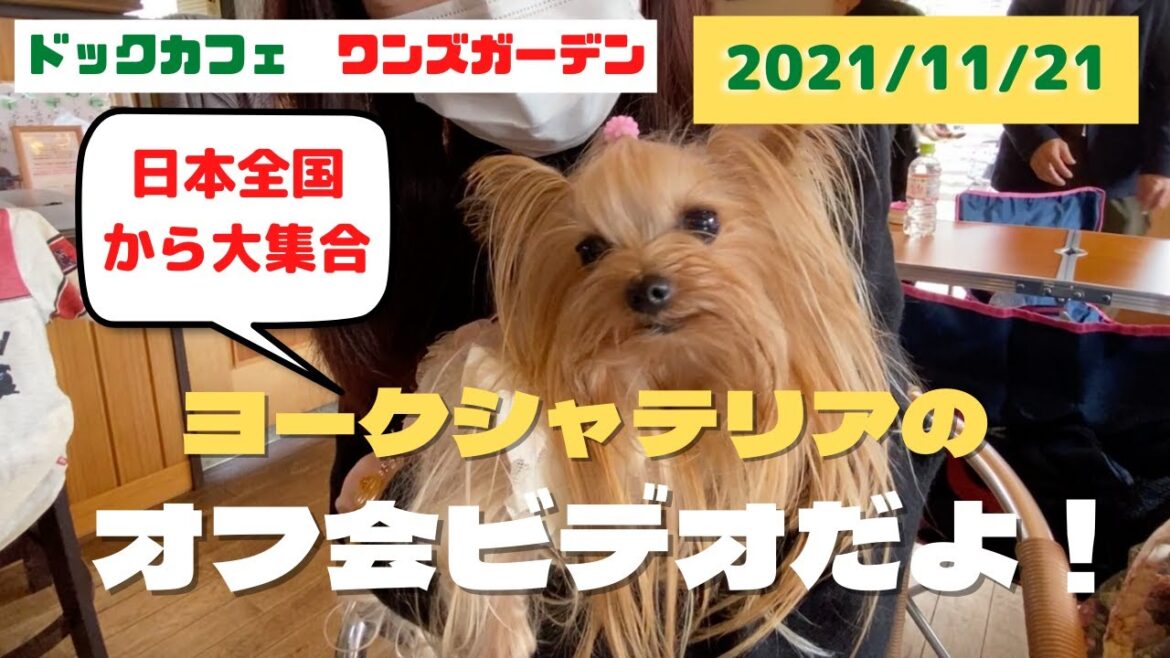 ヨークシャテリアが大集合！【11月21日オフ会ビデオ】
