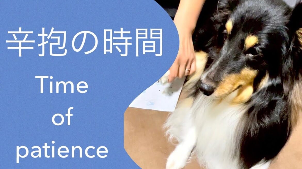 シェットランドシープドッグ shetland sheepdog 嫌だけどただじっと耐える辛抱の時間 Time of patience