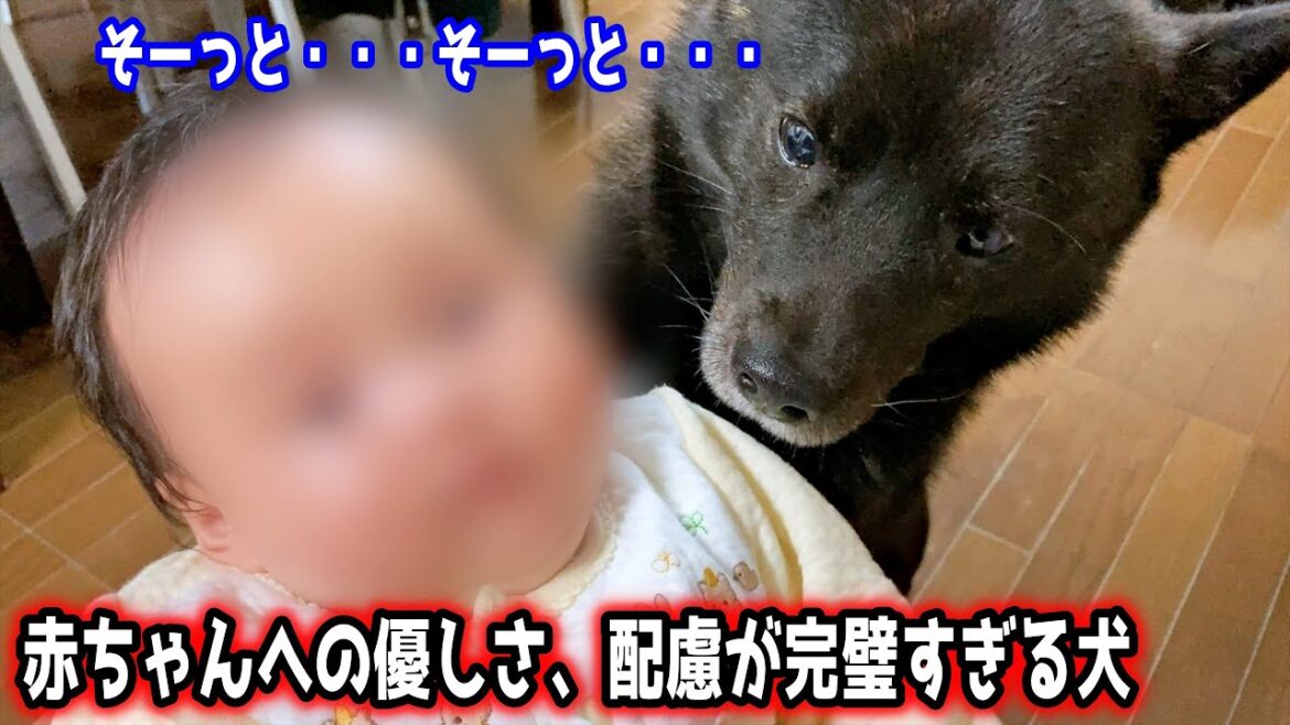 愛犬が優しすぎて感動しました【甲斐犬一休と猫のしずく】