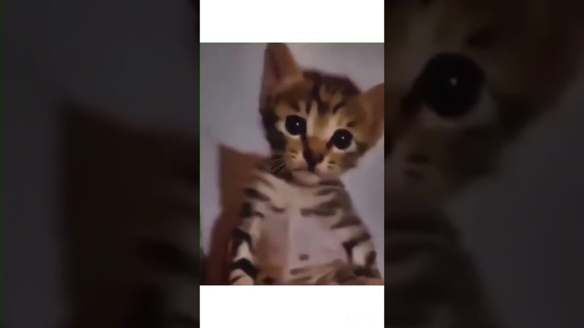 Cute Cats I found on internet part #12  #cat #kitten #cats #trendingshorts #shorts #kitty #funnycat Cute Cats I found on internet part #12  #cat #kitten #cats #trendingshorts #shorts #kitty #funnycat