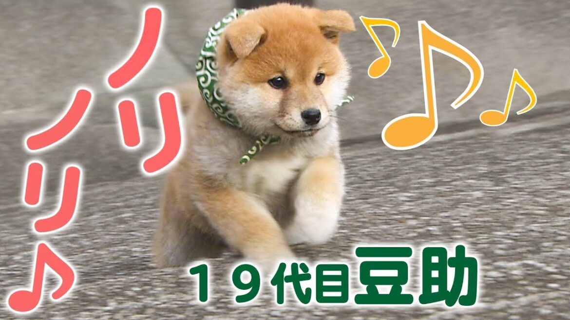 160万回再生♪【柴犬・豆柴】気ままな豆助もやっぱりかわいい【癒し】[Shiba Inu / Mameshiba/Puppy]