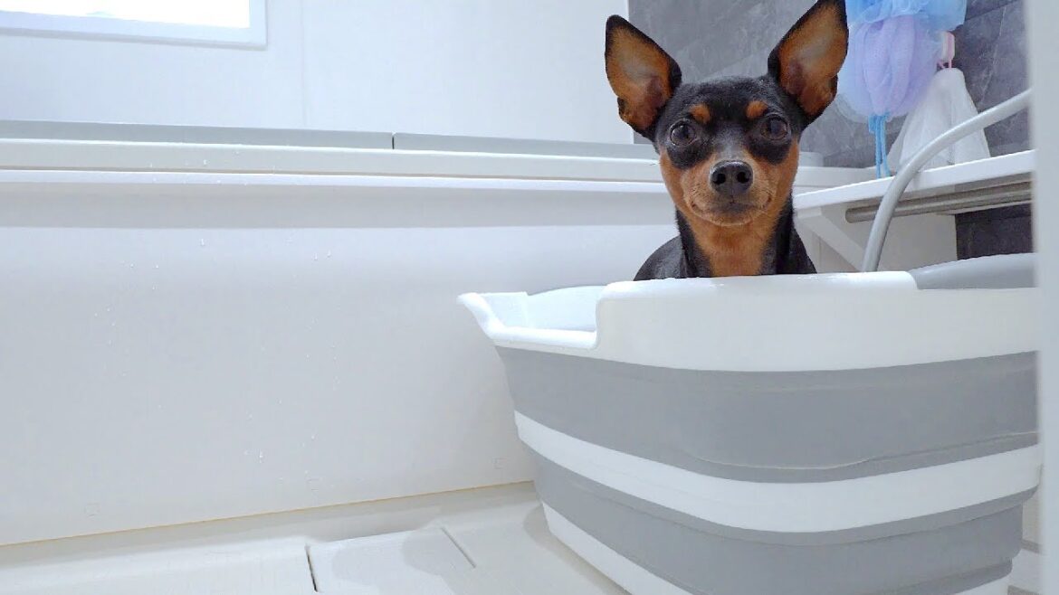 【衝撃】お風呂が好きすぎる愛犬から絶対に目を離してはいけない理由