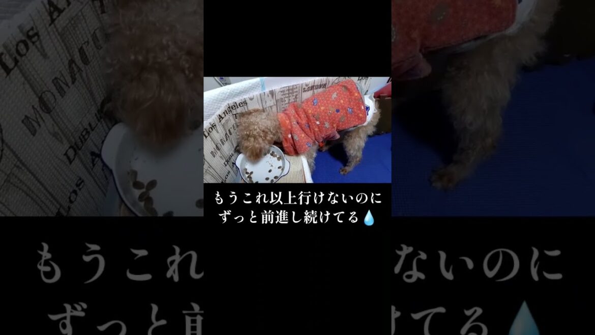 【老犬の教え】18歳認知症トイプードルのメッセージとは？！