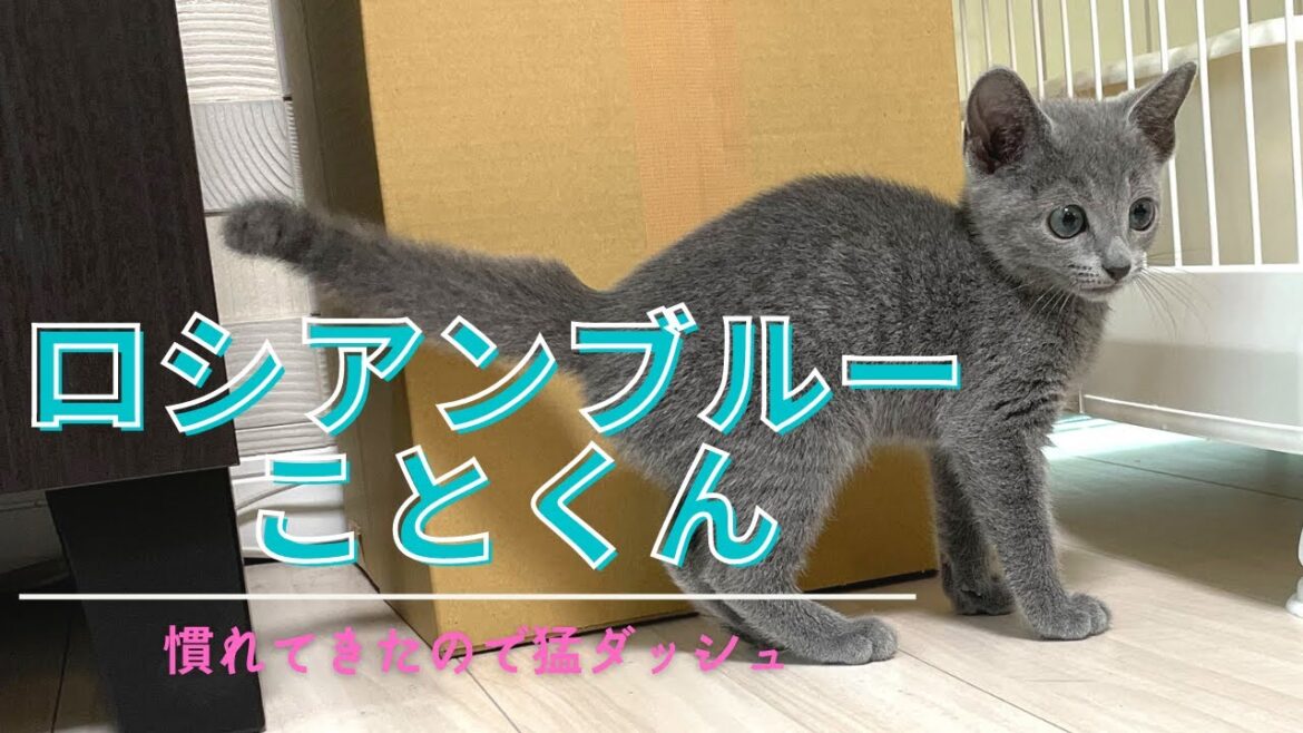 慣れてきたロシアンブルーの爪とぎが悶絶【ロシアンブルーこと】