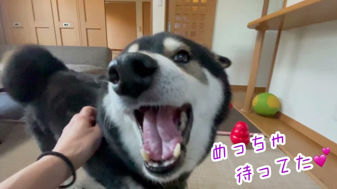 飼い主の帰りを、めっちゃ待ってた柴犬 飼い主の帰りを、めっちゃ待ってた柴犬