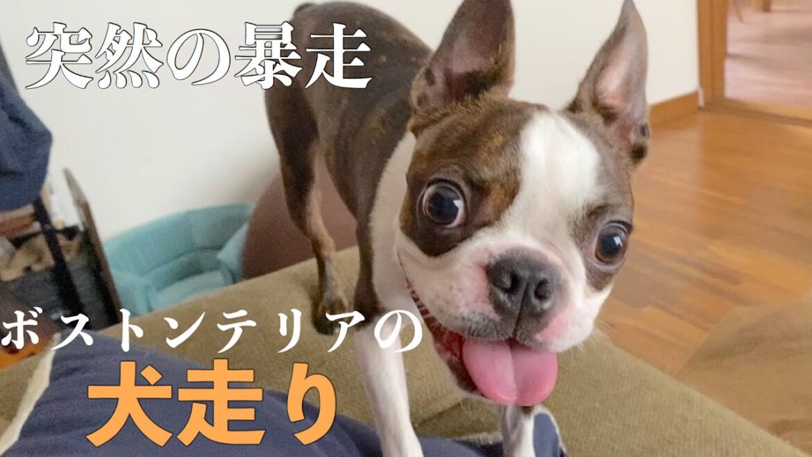 突然始まる、ボストンテリアの犬走り