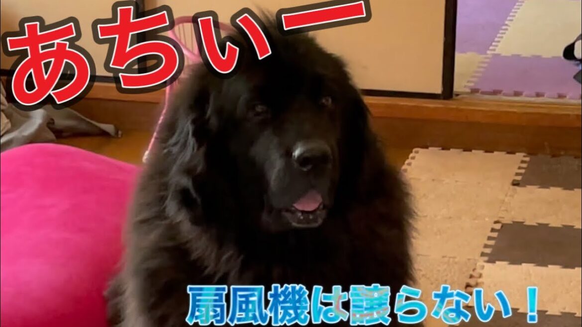 #Shorts 扇風機は俺の物!独占するニューファンドランド みんなマッタリ ポメラニアン 保護猫 仔猫 保護犬 #Shorts 扇風機は俺の物!独占するニューファンドランド みんなマッタリ ポメラニアン 保護猫 仔猫 保護犬