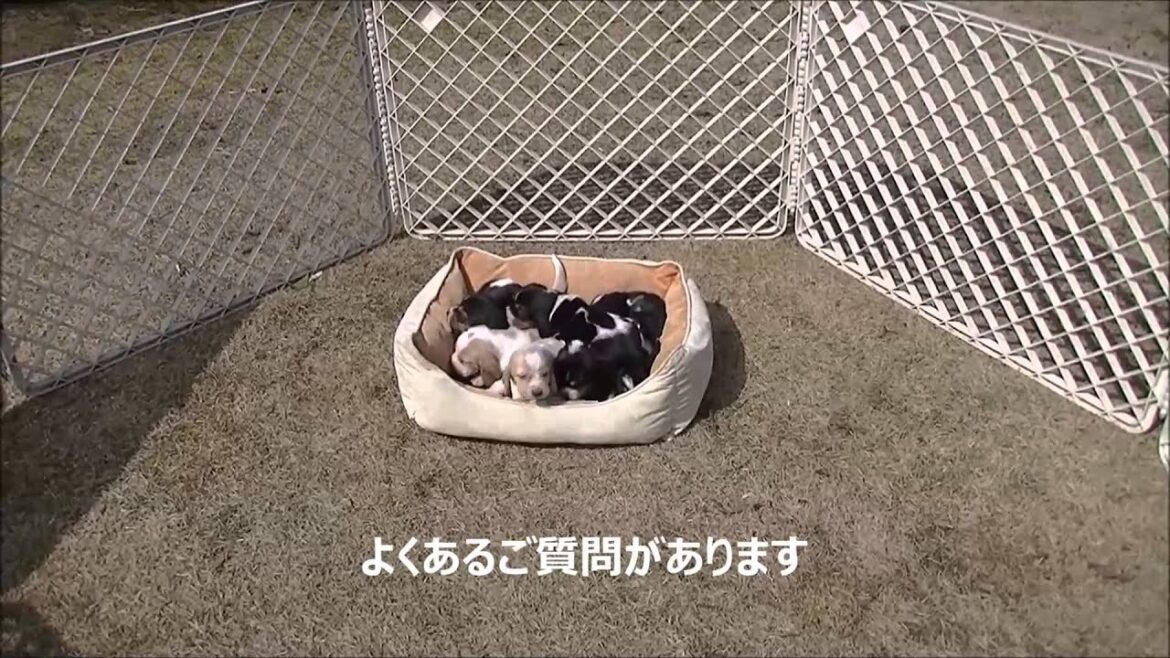 2/21生まれのバセットハウンドの子犬
