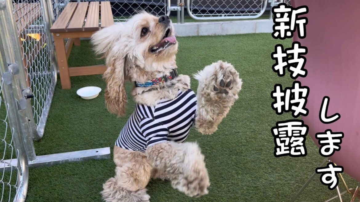 まだ練習中ですが、、、ぽての新技を披露します！