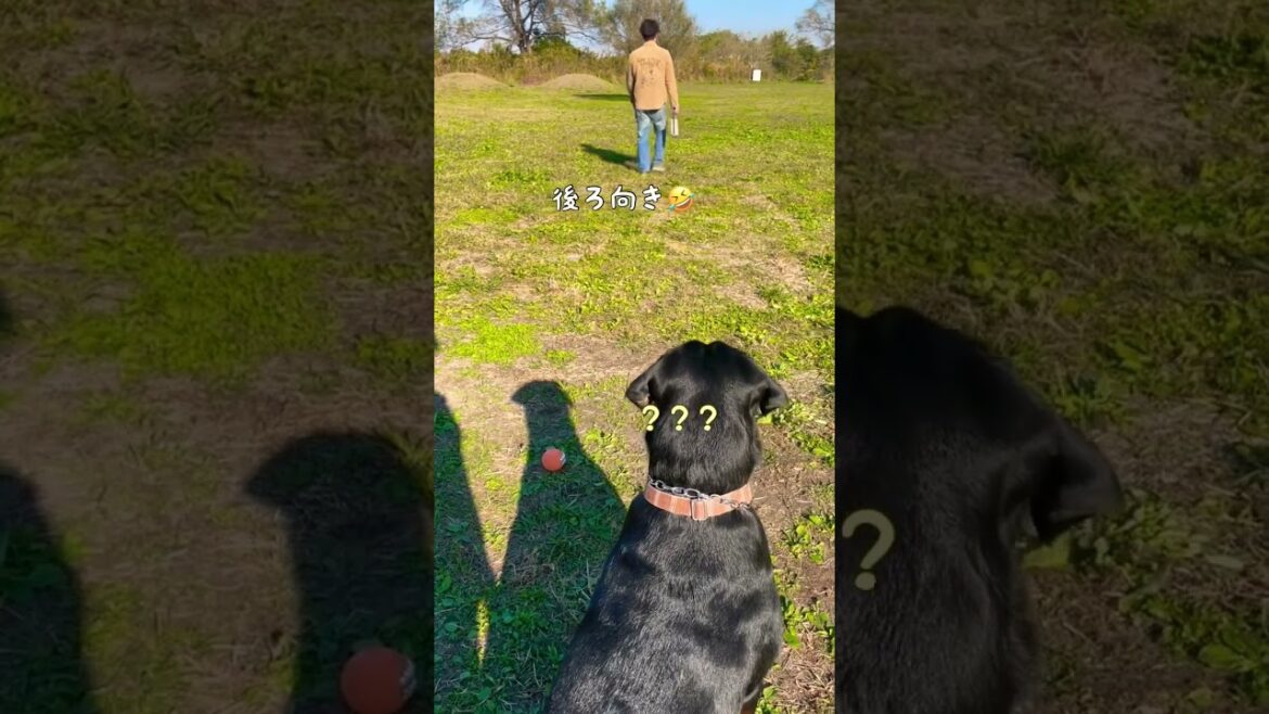【大型犬】トイレから帰っただけなのに全力で喜ぶロットワイラー #shorts