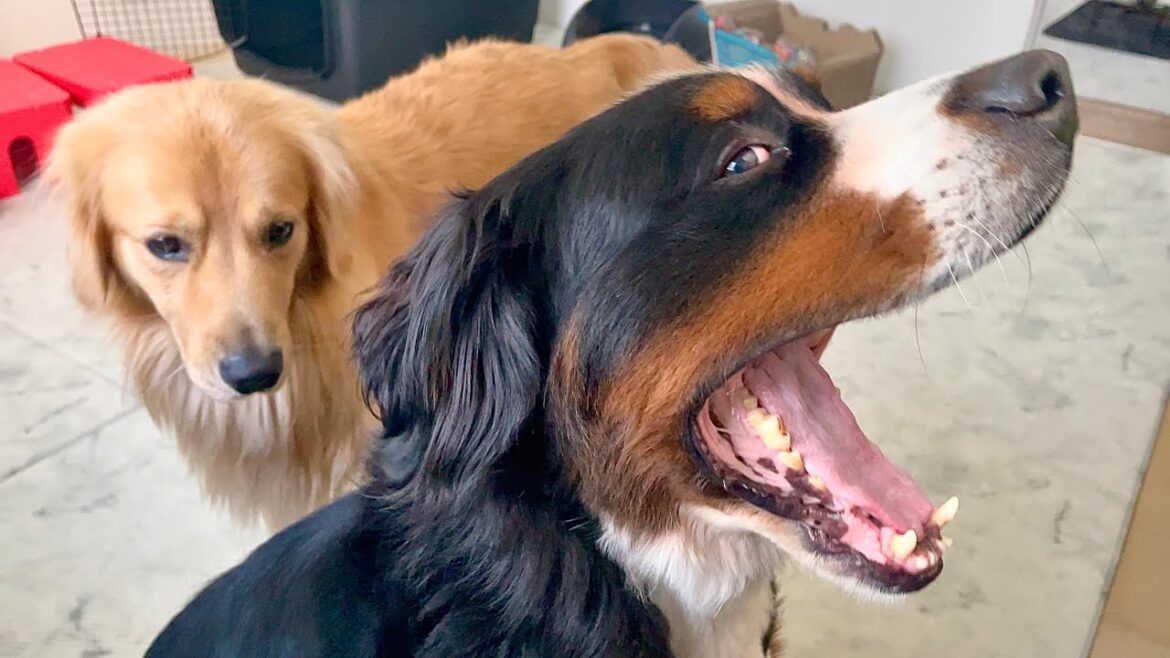 【病気】あくびを連発する老犬バーニーズが心配になったので調べてみた
