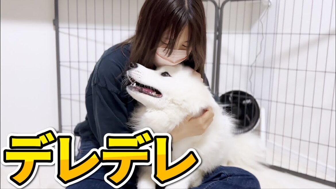 帰宅したママにベッタリな甘えん坊のサモエド犬。もちろんママもデレデレです…！