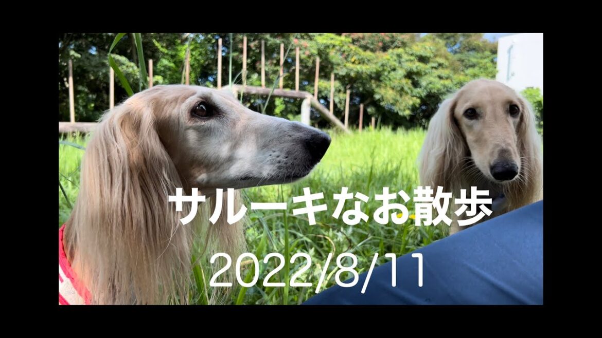 サルーキなお散歩　2022/8/11