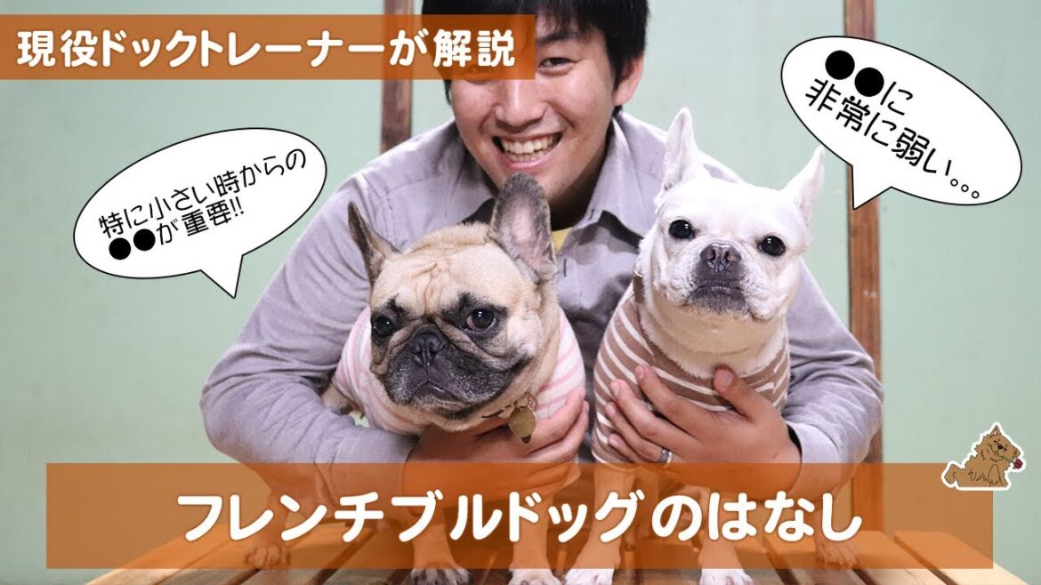 ●●が非常に苦手なフレンチブルドッグの話　どんな犬？飼い方？特徴は？現役ドックトレーナーの犬種紹介（French Bulldog）