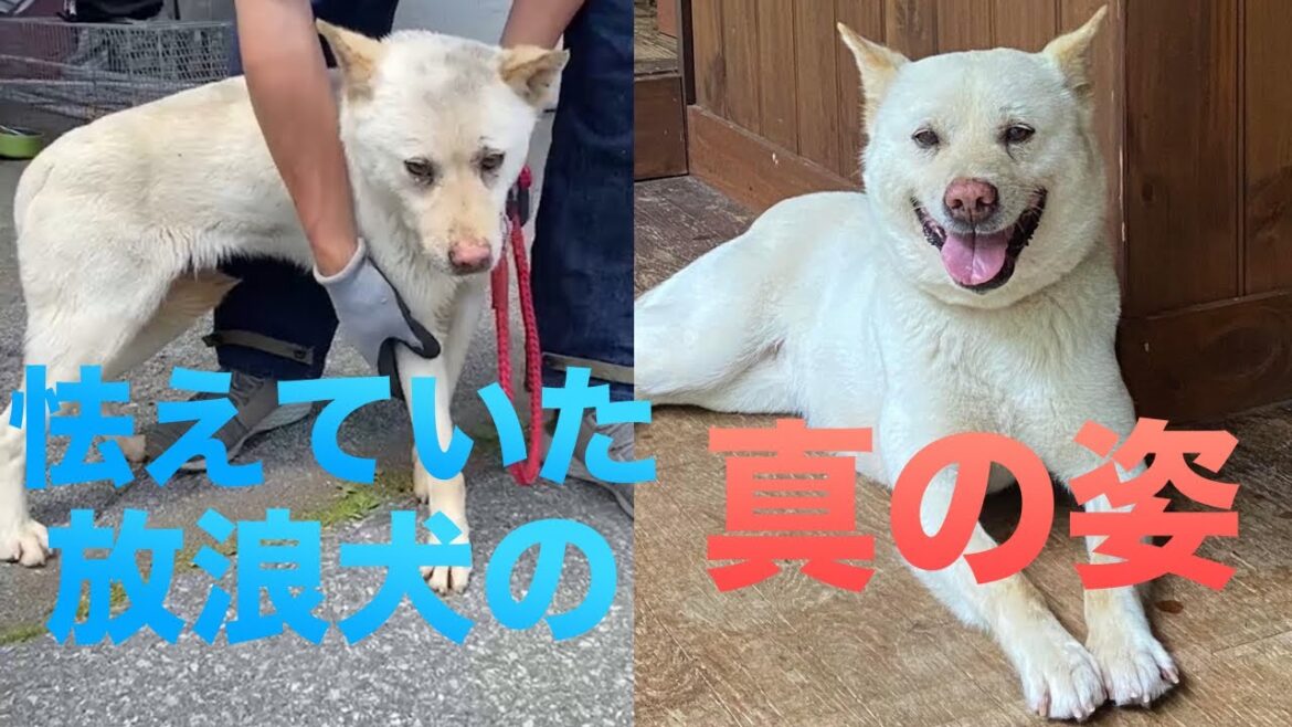 【22】油まみれで脇に首輪が食い込み放浪していた紀州犬キクの大変貌☆大きな幸せを掴みました！
