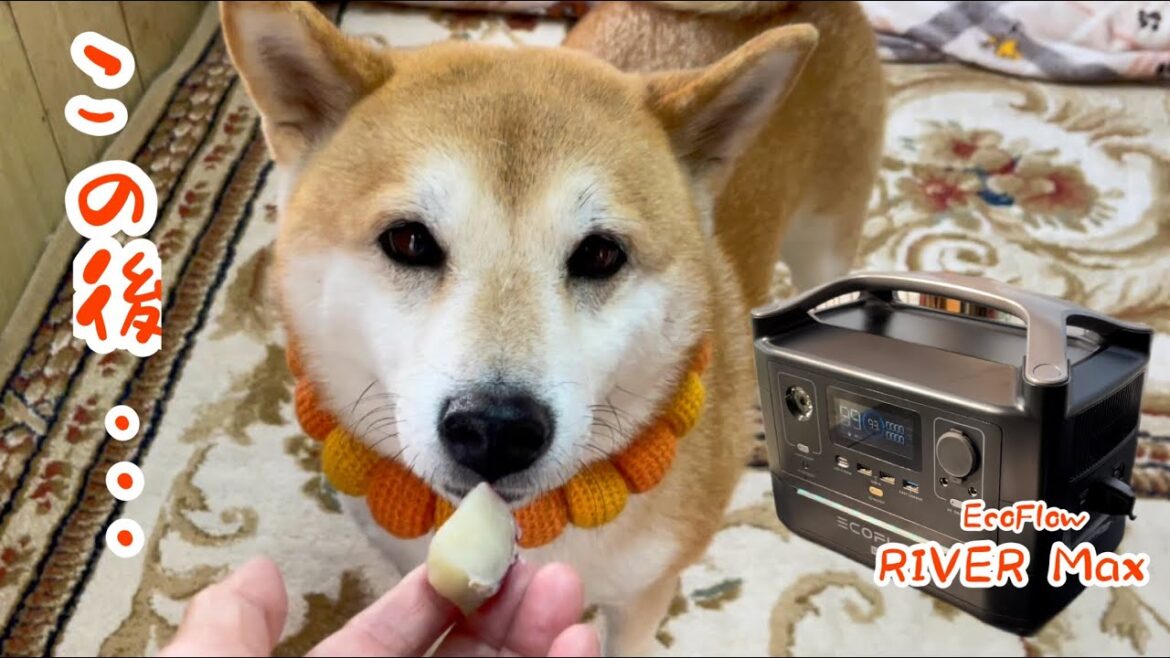 食い気より大事なことがある柴犬がいますw｜EcoFlow RIVER Max ポータブル電源