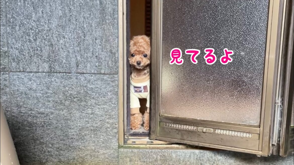 朝から風呂を覗きに来る犬と阿蘇を大冒険！【トイプードルのコロン】【御宿 小笠原→そらふねの桟橋→ASOBIO→あそ望の郷くぎの】