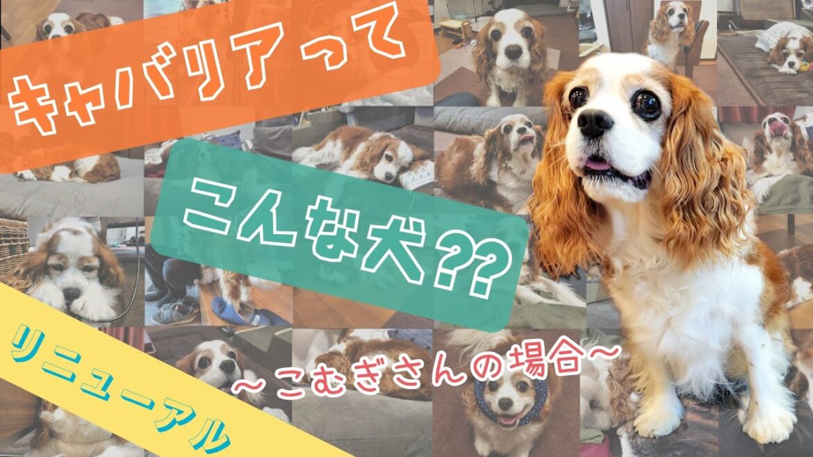 《 ﾘﾆｭｰｱﾙ 》キャバリアってこんな犬？？こむぎさんをベースにキャバリアについてご紹介！