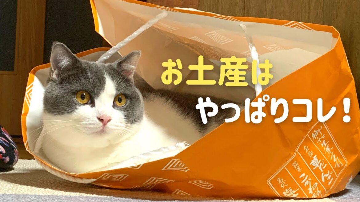 紙袋でハチワレ猫は遊び倒します【ブリティッシュショートヘア】