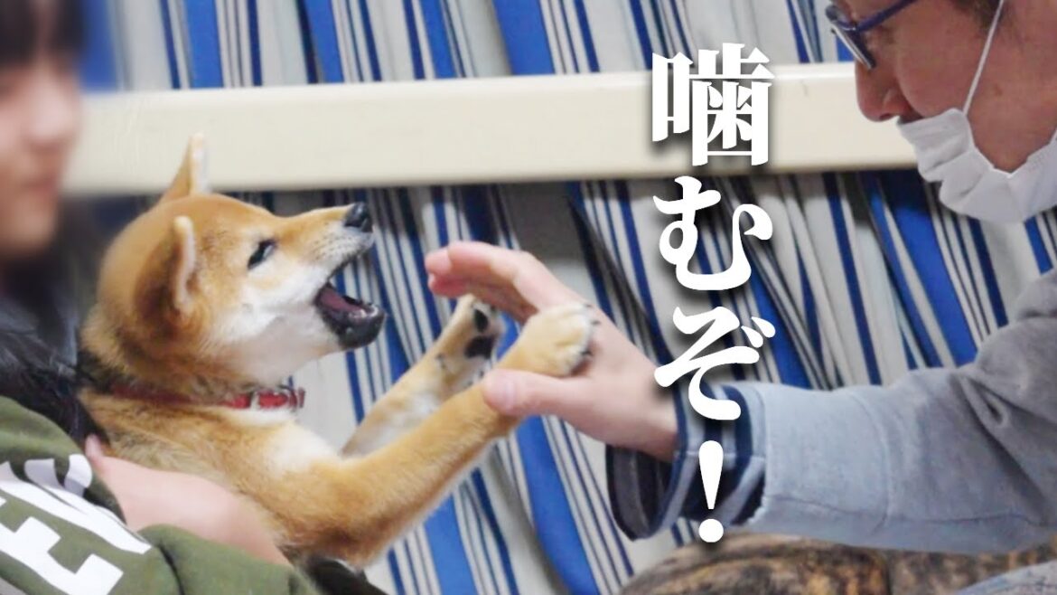 気性の荒い柴犬を一か月で手懐ける方法【甲斐犬・柴犬】 気性の荒い柴犬を一か月で手懐ける方法【甲斐犬・柴犬】