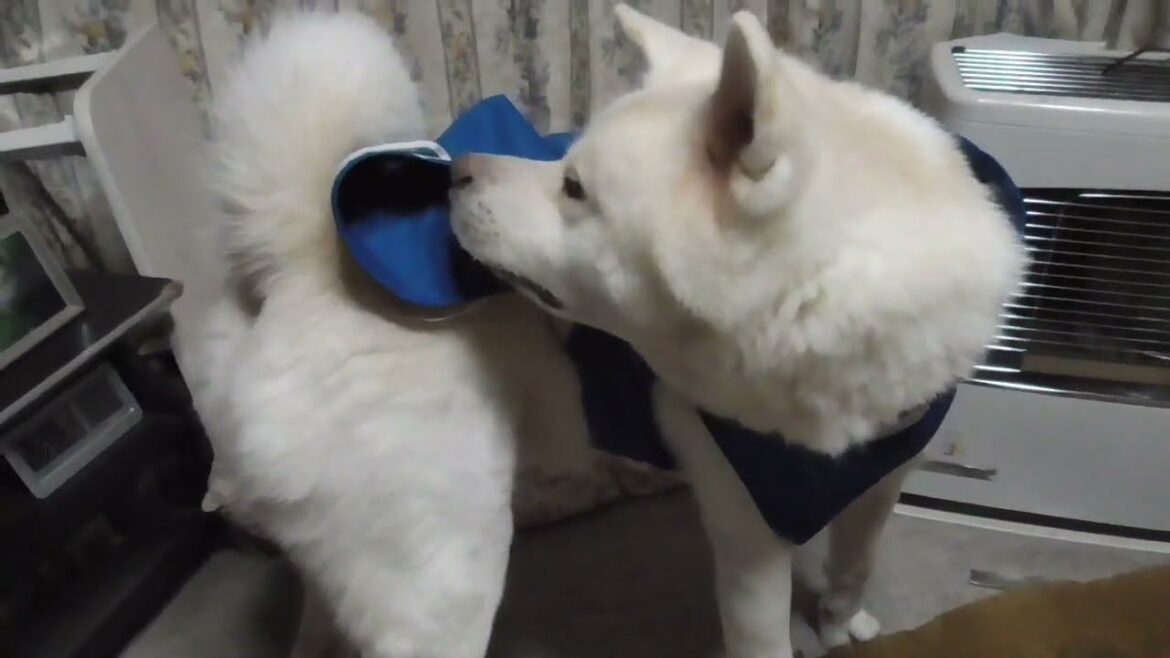 【秋田犬ゆうき】着心地がイマイチだった新しいレインコートを飼い主に手直しして貰いました【akita dog】
