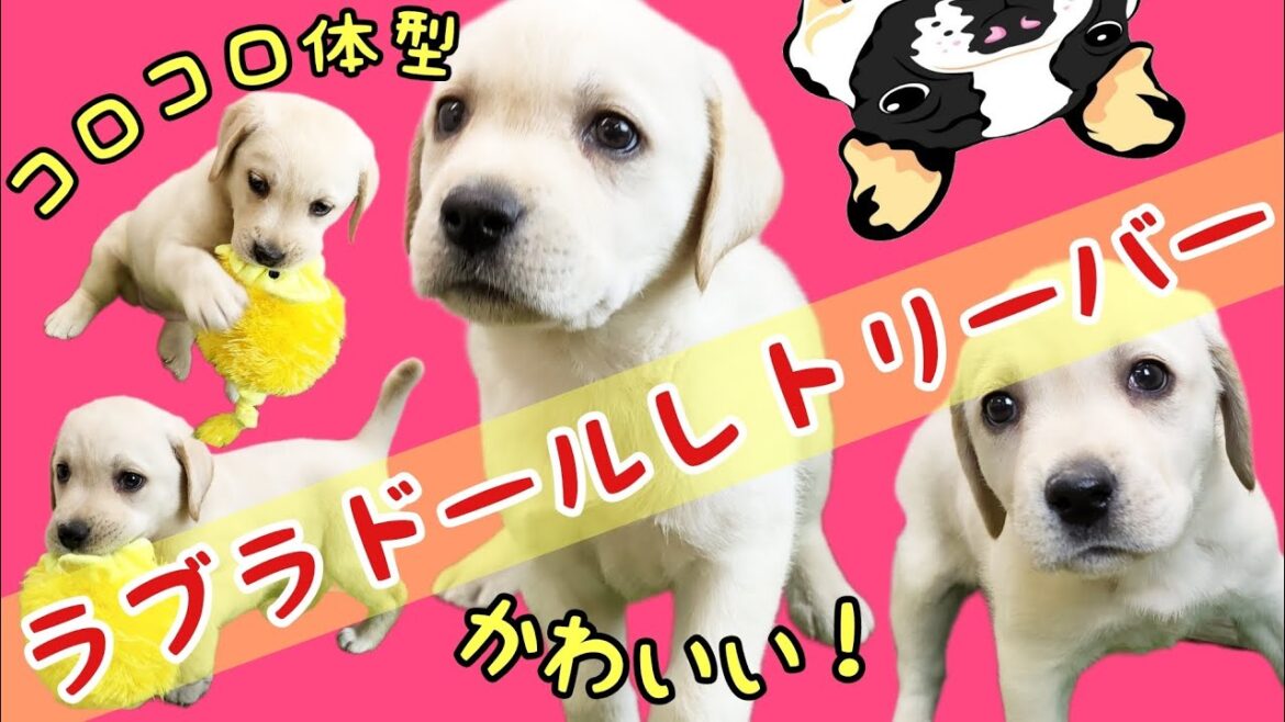 ラブラドールレトリーバー・子犬【鶴見元宮店】