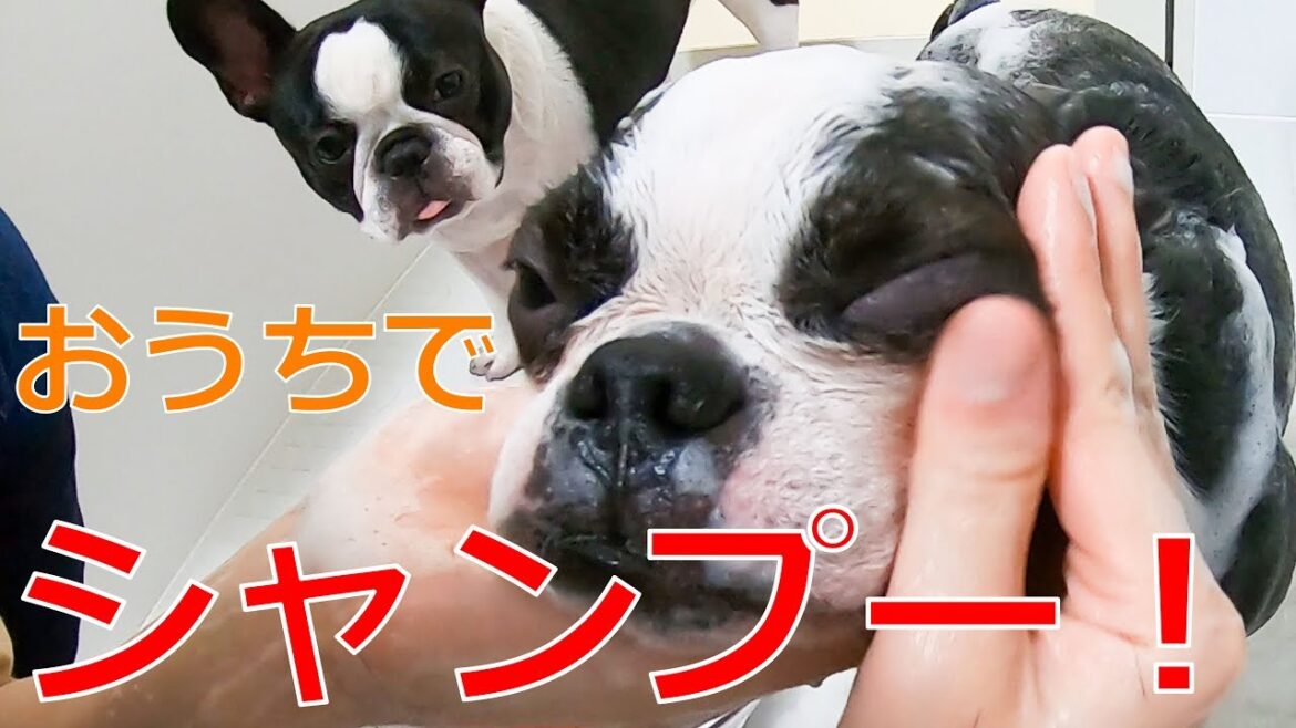 シャンプー大好きボストンテリアと大嫌いなフレンチブルドッグ。同時にお風呂に入れたらどうなる?笑 シャンプー大好きボストンテリアと大嫌いなフレンチブルドッグ。同時にお風呂に入れたらどうなる?笑