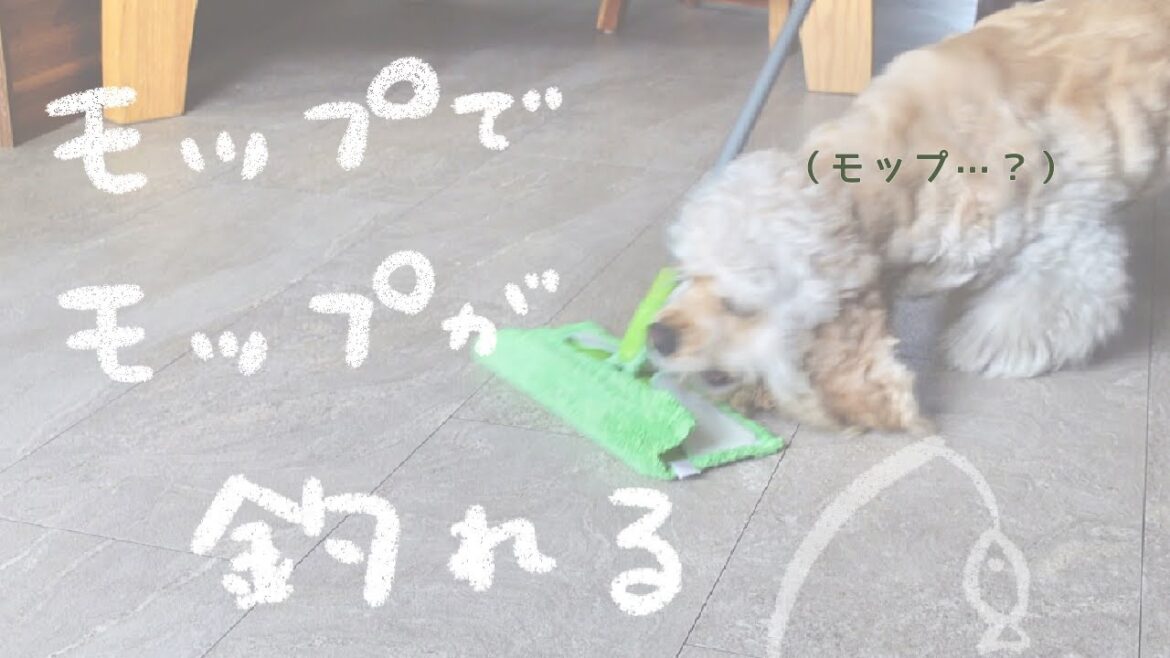 【可愛い いたずら】愛犬のイタズラにまんざらでもない飼い主 愛犬/悪戯/掃除/モップ/家事/全然困ってない/犬/アメコカ